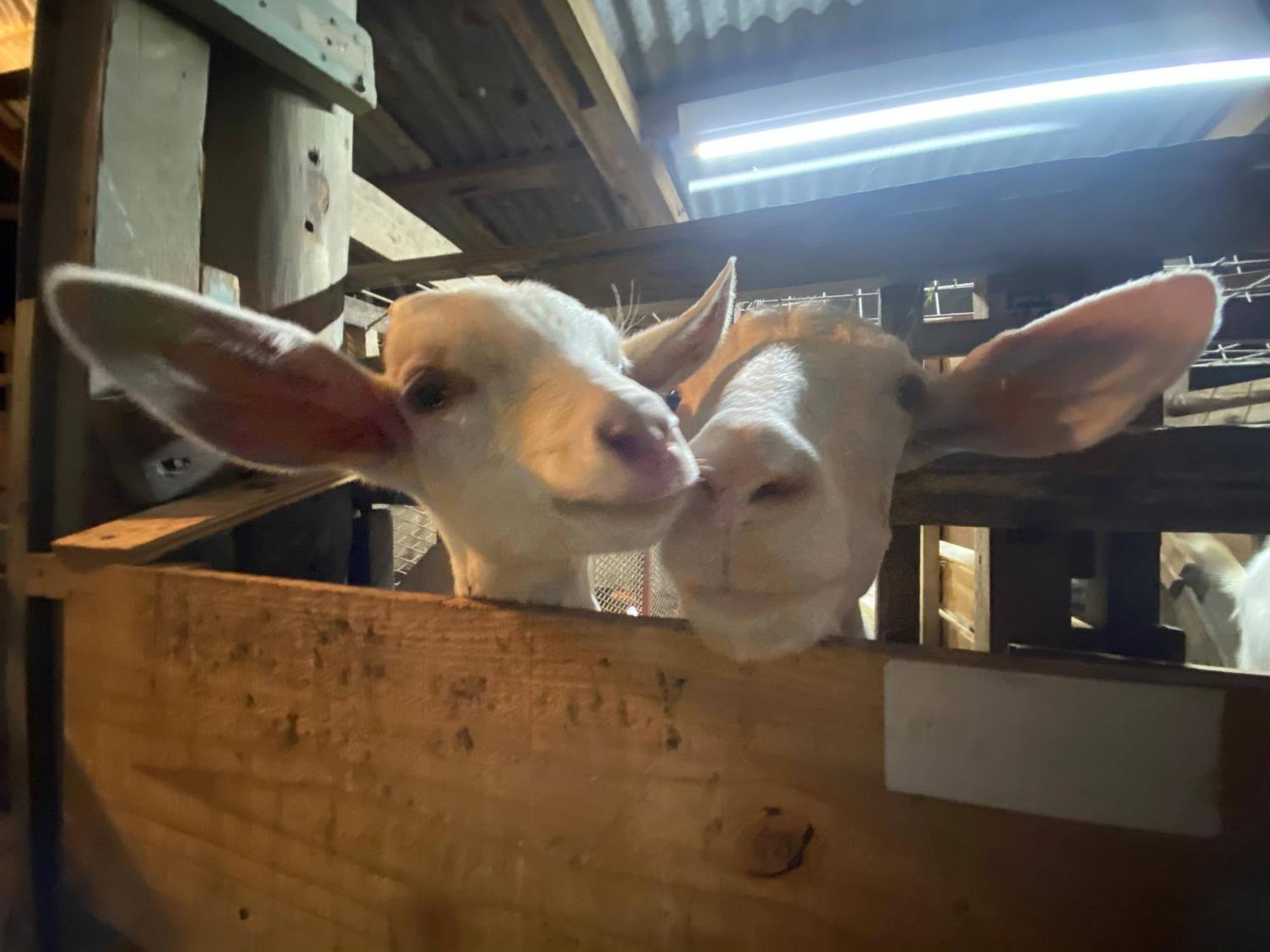 Muumin Farm Villa Nakijin Dış mekan fotoğraf