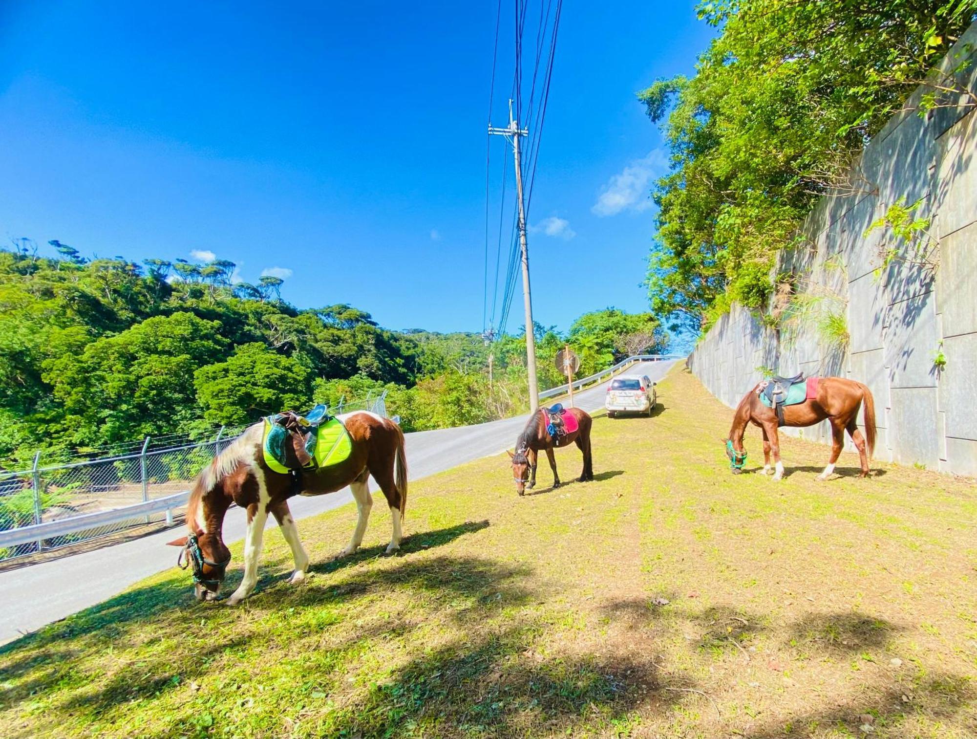 Muumin Farm Villa Nakijin Dış mekan fotoğraf