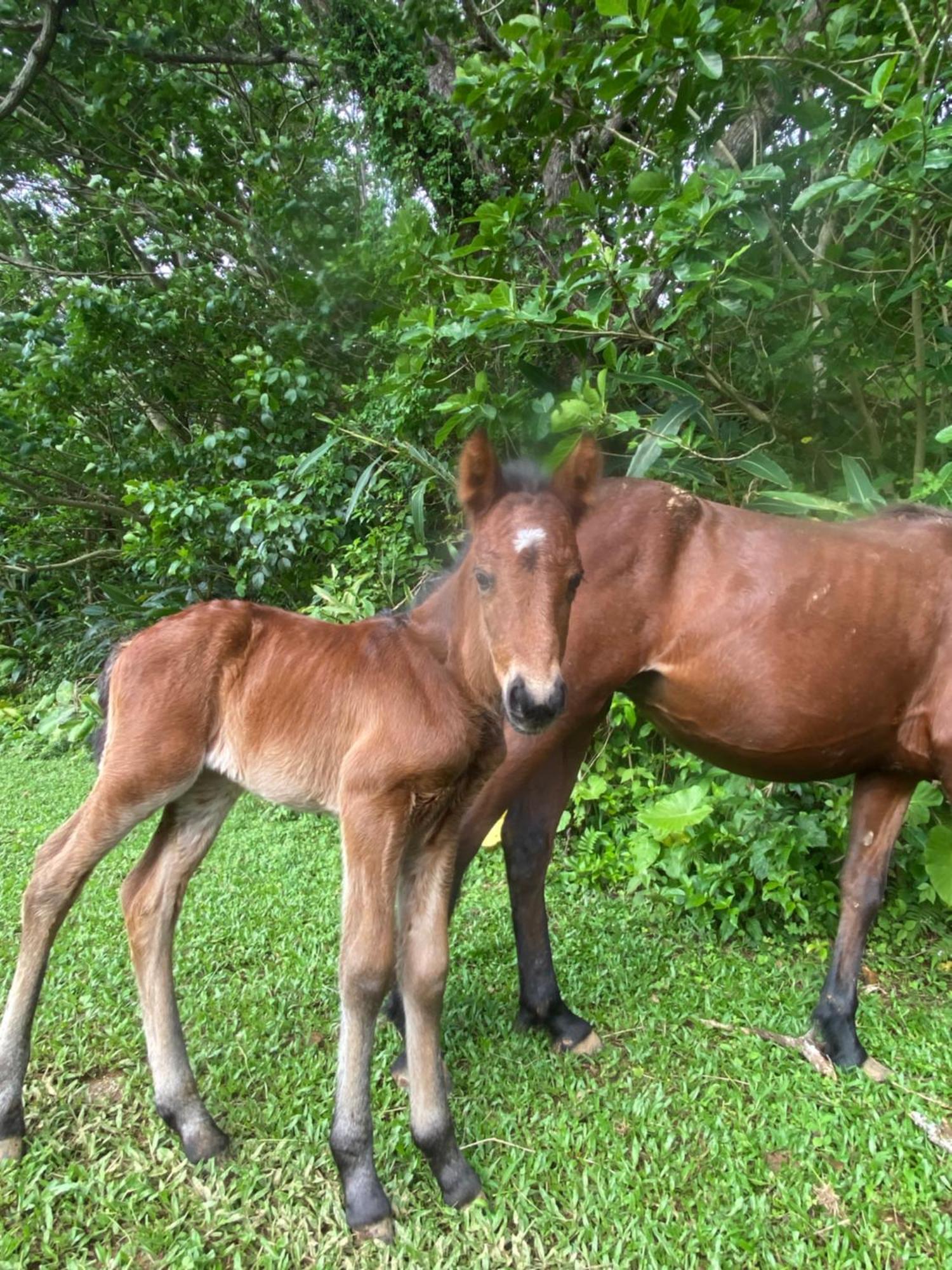 Muumin Farm Villa Nakijin Dış mekan fotoğraf