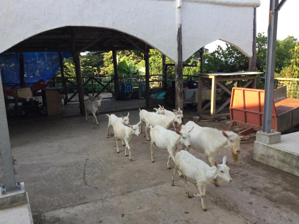 Muumin Farm Villa Nakijin Dış mekan fotoğraf